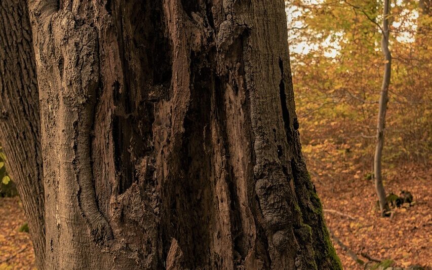 wood, hole in the tree, tree damage, close up, upright, holes, big, tree trunk, broken, pest infestation, wood fiber, wood fibers