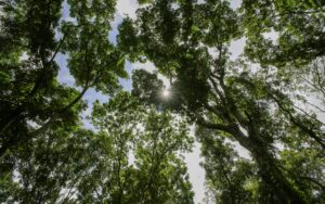 Sunlight peeks through the lush forest canopy in Paragominas, Pará, capturing nature's serene beauty.