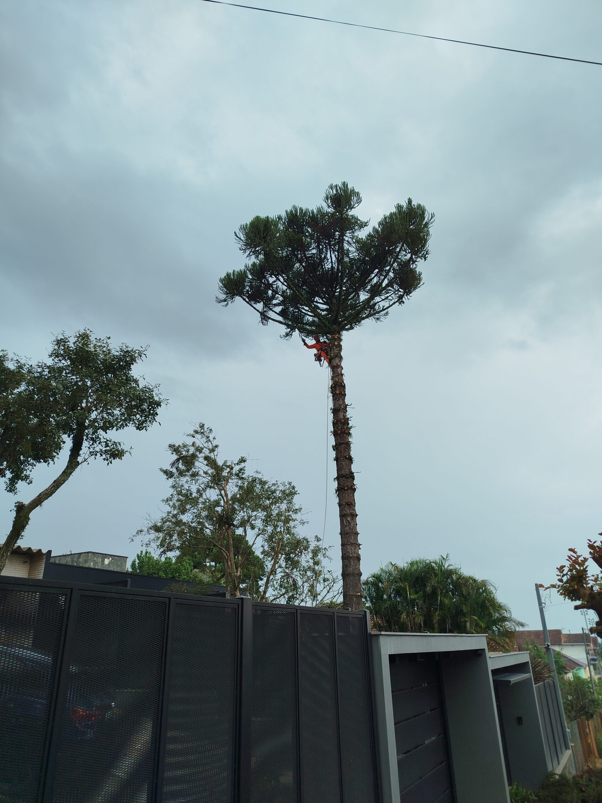 arvore grande porte araucaria